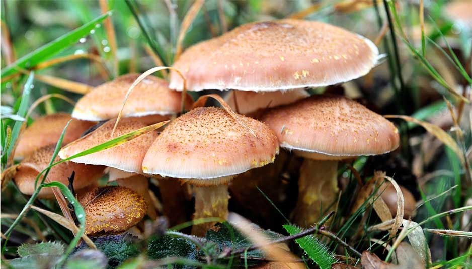 Mushrooms, MIcelius