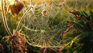 Spider Web fiber, Close-up Engineering, Credits: 1.bp.blogspot.com/