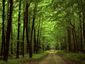 La foresta di Mercadante