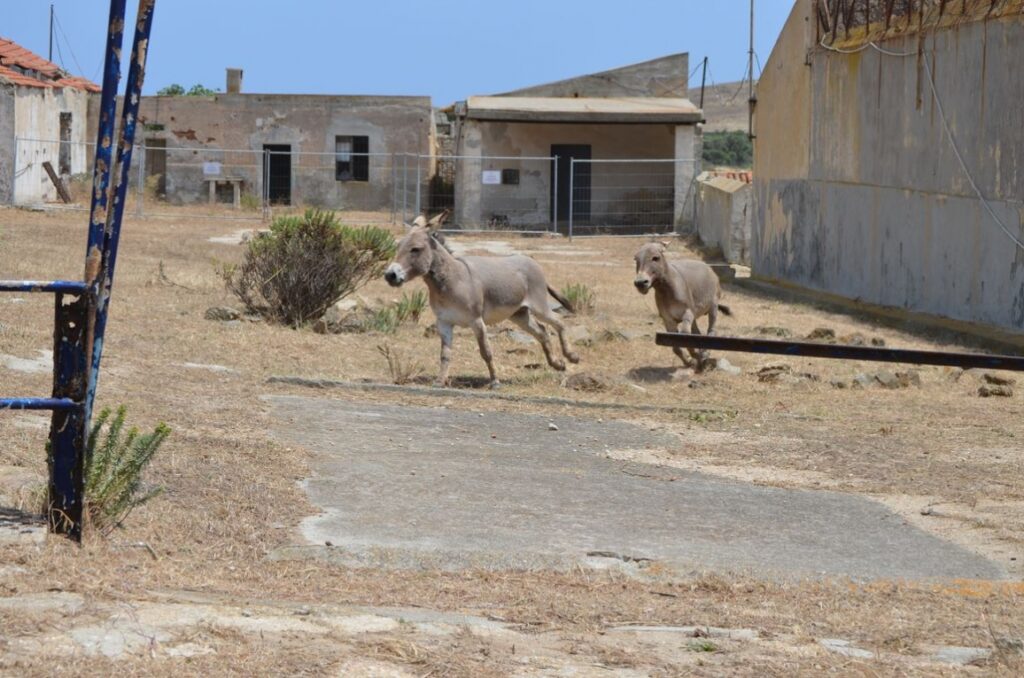 Sardegna, ex carcere Asinara diventa albergo diffuso