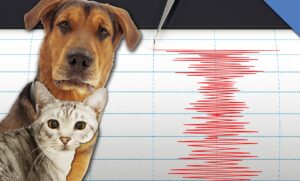 Il comportamento degli animali può aiutare a prevedere i terremoti?