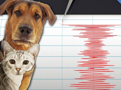 Il comportamento degli animali può aiutare a prevedere i terremoti?