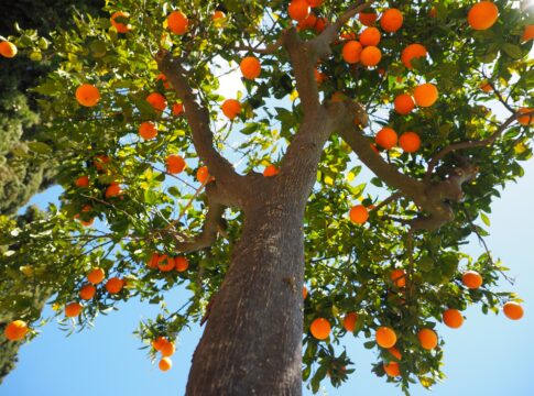 Dalle arance siciliane nascono pannelli termoisolanti
