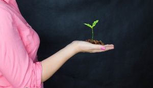 pianta l'alloro nel tuo giardino