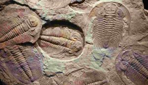 Una serie di trilobiti fossilizzati (Depositphotos)