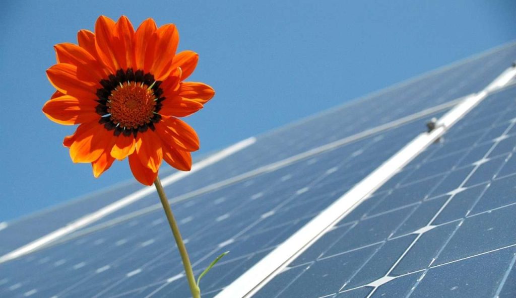 Un pannello fotovoltaico ed un fiore (Pixabay)